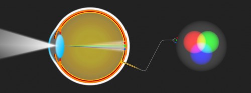 From light passing through our eyes to being interpreted as colors in our brains